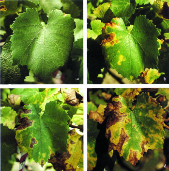 Preventing Problems In Grapes - How To Treat Common Grapevine Pests And  Diseases