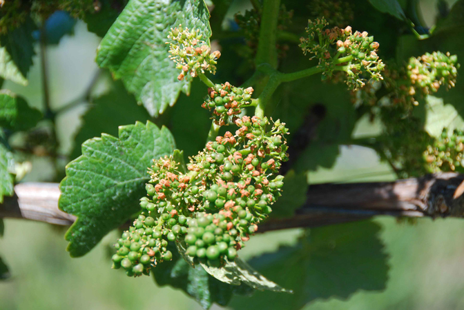 Budding grapes on the vine.