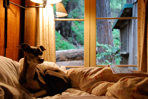 Dog sitting on a couch in front of a window.