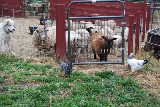Dog with sheep and chickens.
