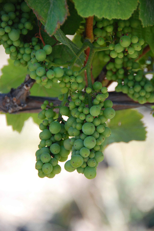 Clusters of green grapes on the vine.