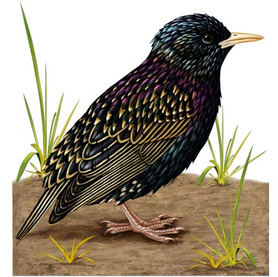 Starling illustration.