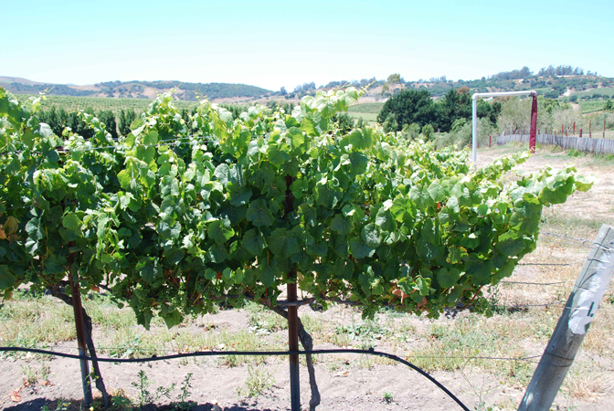 Grapevines in the field.