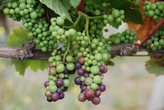 Here's our favorite clusters, gaining a bit more color each week. Harvest will probably be late this year--first pinot 2-3rd week of September?