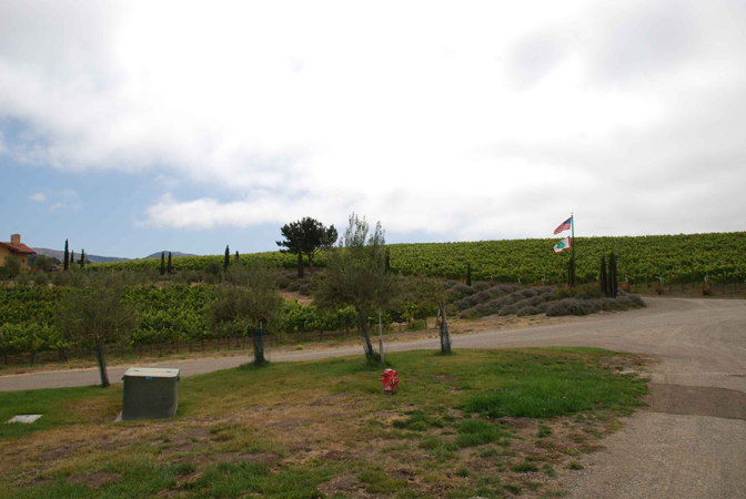 Here's a view of the vineyard and the Sta Rita Hills, around noon. The fog and cool temps have been lingering longer than usual. It barely hit 70 degrees today.
