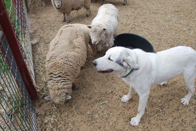 Here's Gaius and his sheep, again. I just love this dog and love taking his picture. White dog with sheep.