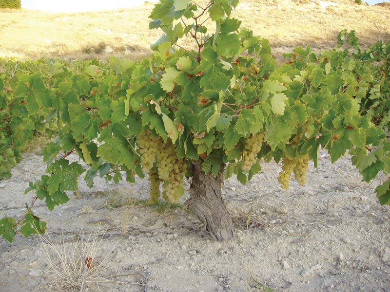 head pruned airen vines with ripe grape clusters hanging