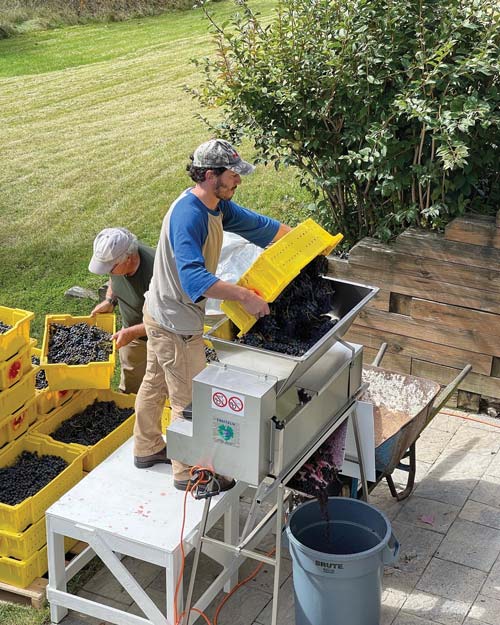 dumping grape clusters from bins into a crusher destemmer