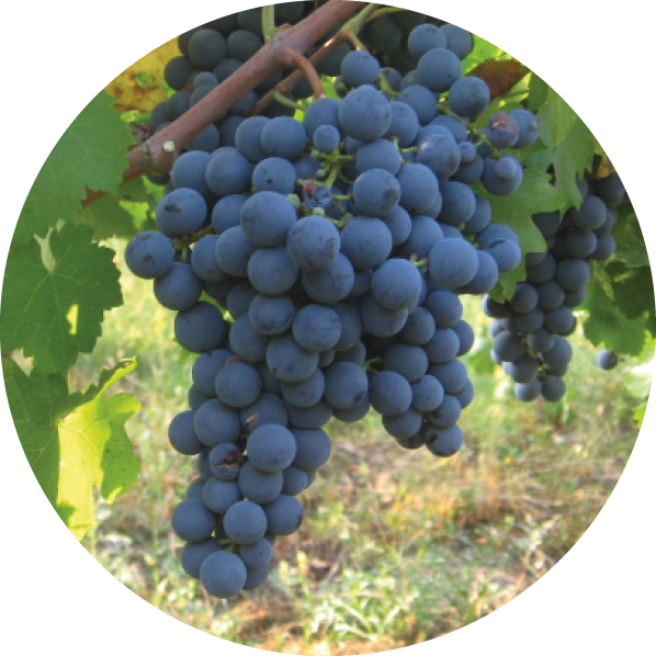 Carmenere grapes.