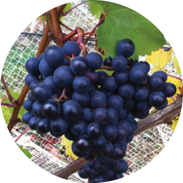 Dolcetto grapes.