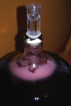 https://winemakermag.com/wp-content/uploads/Fermenting-red-in-carboy_Jason_Phelps.png