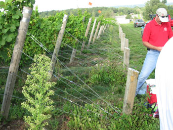 Man stands next to a winegrape trellis made of angled end posts and wire.