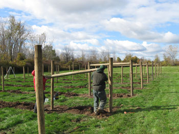 Man installs a winegrape trellis using H-Braces.