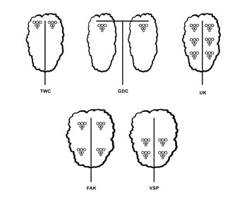 Fruiting zones for each of the five trellising systems.
