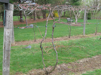 Four Arm Kniffin trellising system.