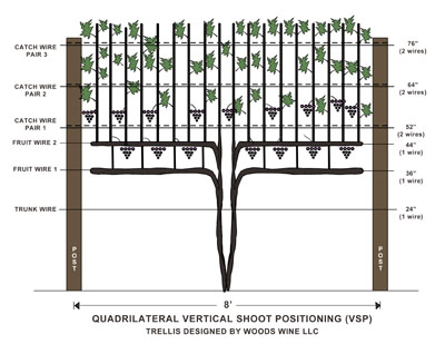 Quadrilateral vertical shoot positioning trellis illustration.