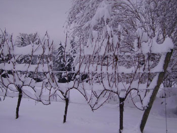 Umbrella Kniffin trellising system.