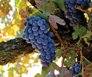 ripe Graciano grape clusters in Lodi, California