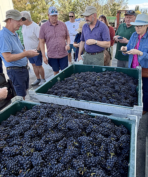 People around bins of fresh-picked grapes.