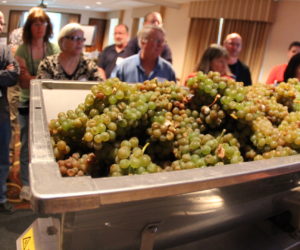 whole cluster grapes piled into a crusher destemmer