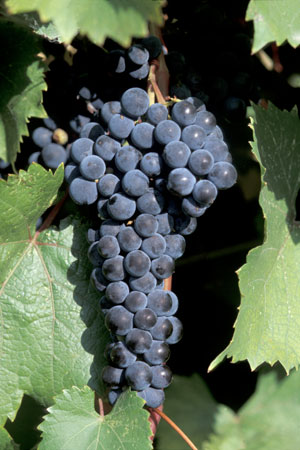 a cluster of Marquette grapes post veraison