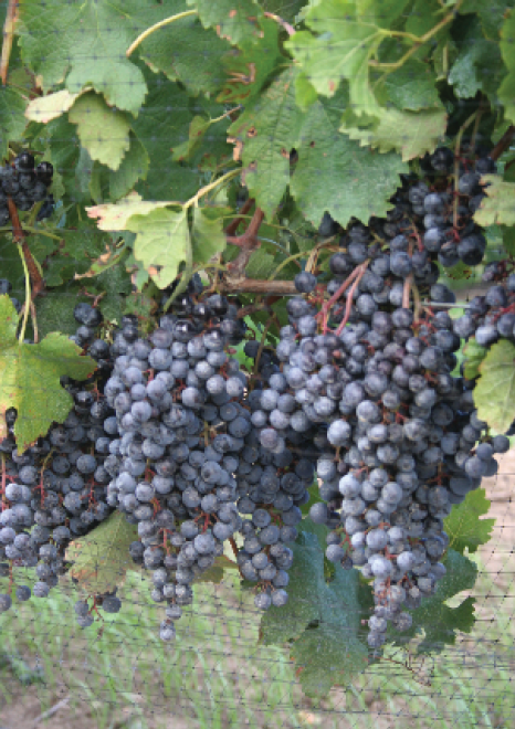 Merlot: the most widespread red grape variety of Bordeaux