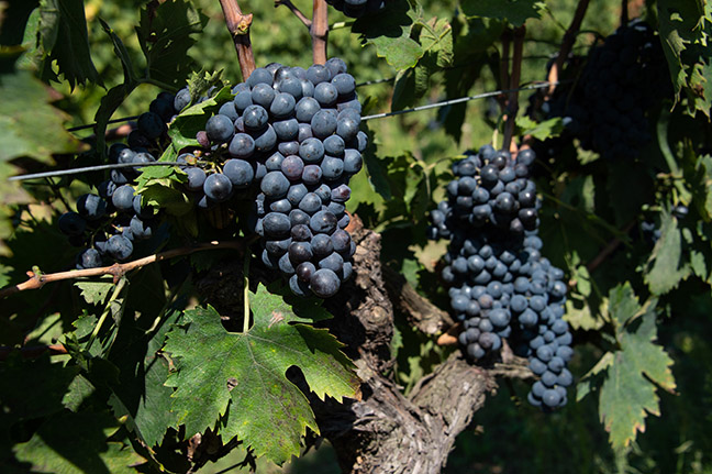 Dark purple grapes in a vineyard.