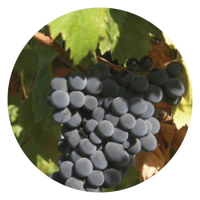 Montepulciano grapes.