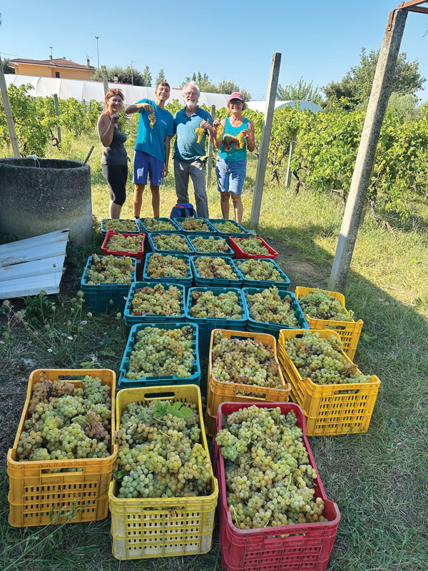 standing proudly in front of their latest harvest of about 2 dozen bins of Moscato grapes