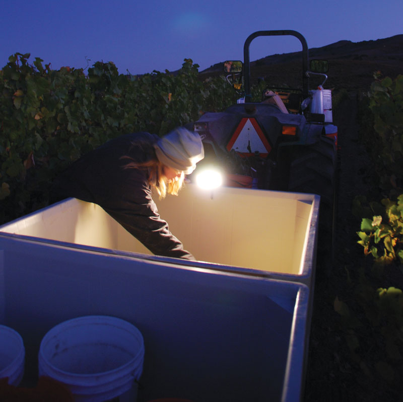 a woman sorting through grape bunches during a night harvest