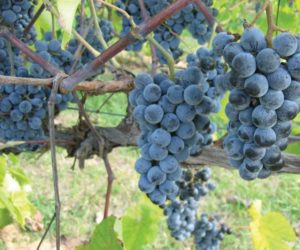 bunches of ripe norton grapes hanging on the vines