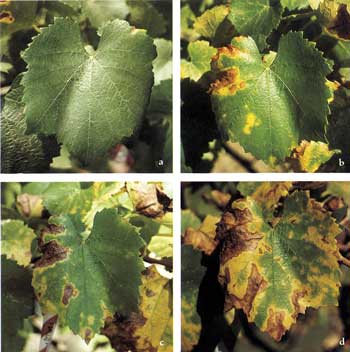 Aspergillus Vine Canker: An Overlooked Canker Disease of Grapevine in  California