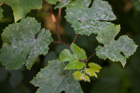 powdery mildew growing on grape leaves