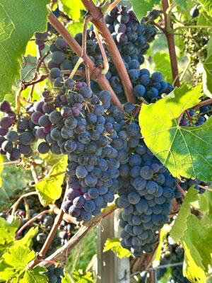 2026 Early and Mid-Season Grape Growing Techniques with Wes Hagen FRIDAY, APRIL 17, 2026, 4 - 6 pm EASTERN