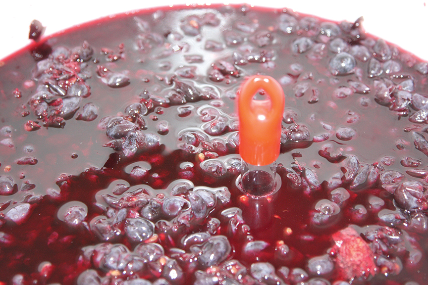 A floating thermometer in a tun of crushed and macerating red grapes