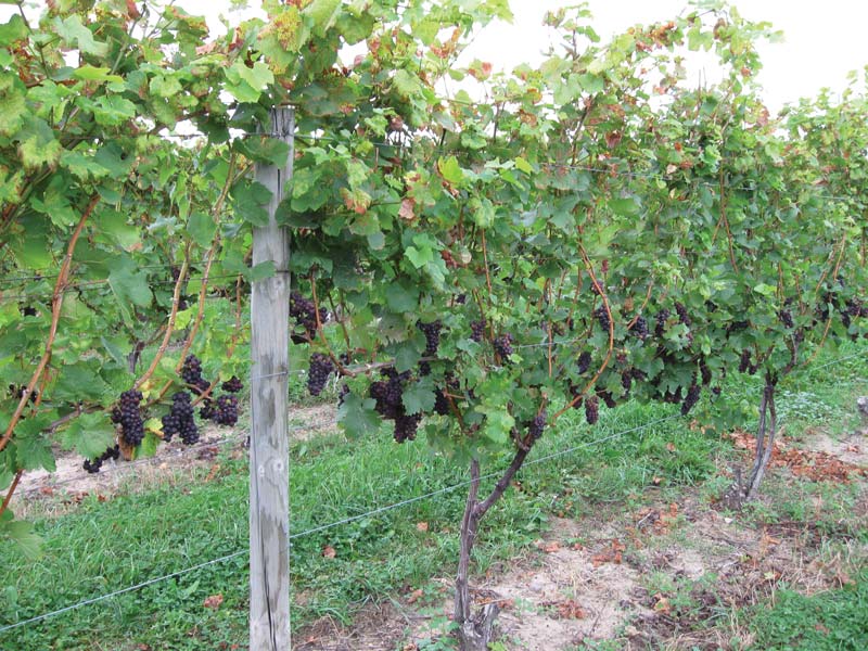 grapes ripening on a vertical shoot position trellis system