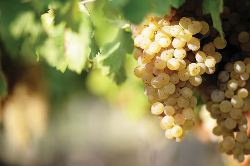cluster of ripe Verdejo grapes on the vine in the sun