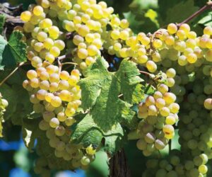 ripe grape clusters of Vermentino white wine grapes hanging on vines