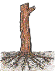 Illustration of a dormant grapevine.