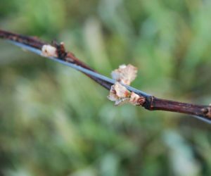bud breaking open from grapevine cane in spring