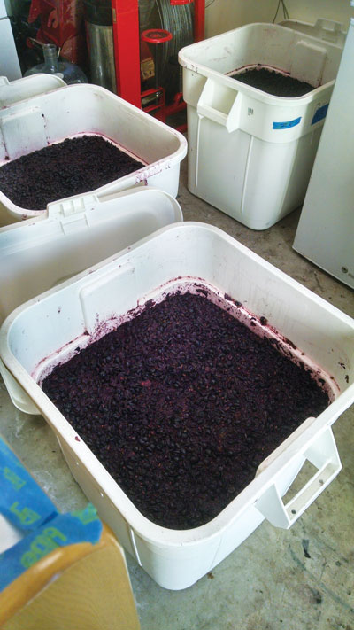 several large food-grade bins of macerating red wine grapes