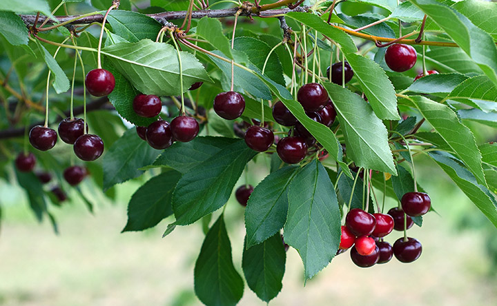 A branch of a cherry tree with clusters of ripe, dark red berries and bright green leaves