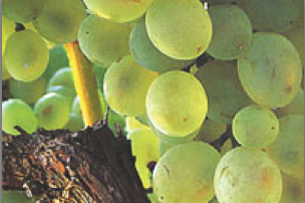 colombard grapes