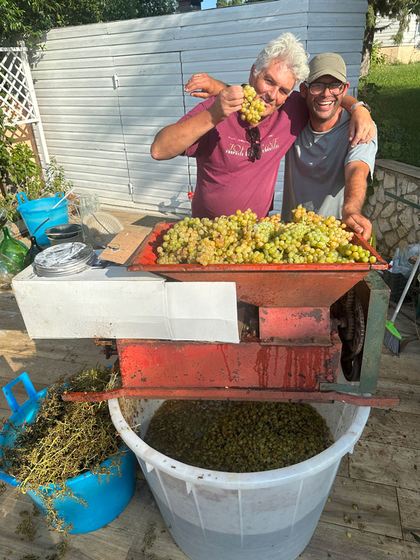 crushing the harvest of Moscato wine wine grapes