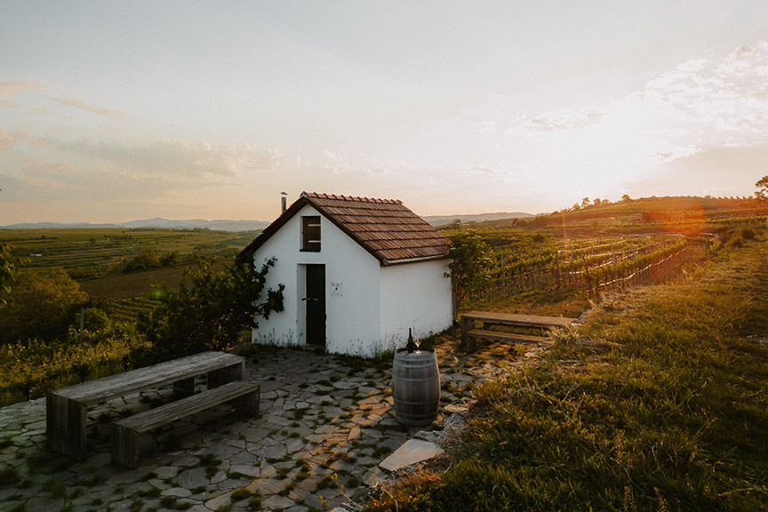 Small white building surrounded by a vineyard.