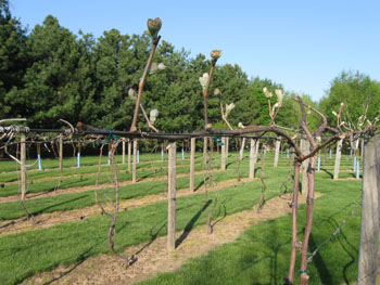 Trellised grapevines in a vineyard.