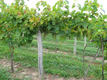 Top Wire Cordon trellising system.
