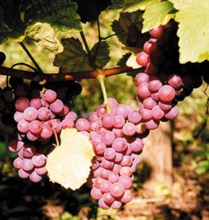 Gewurztraminer grapes on the vine.