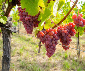 ripe bunches of gewürztraminer grapes hanging in a vineyard