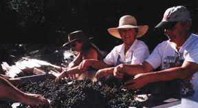 People harvesting wine grapes.